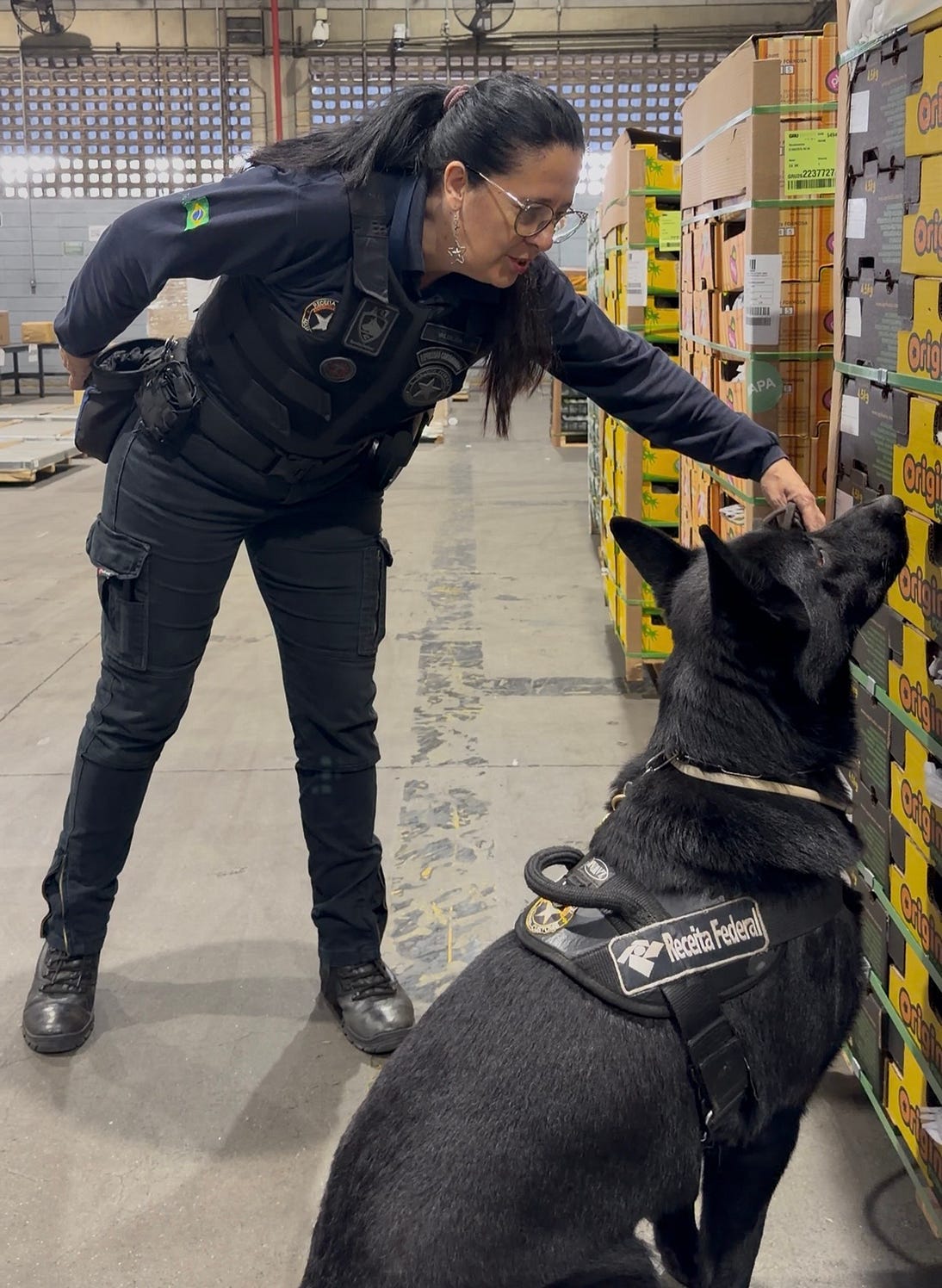 Eros, o cachorro da Receita Federal encontrando o algodão com entorpecente. Foto: Ana Paula Pereira/ LabJor
