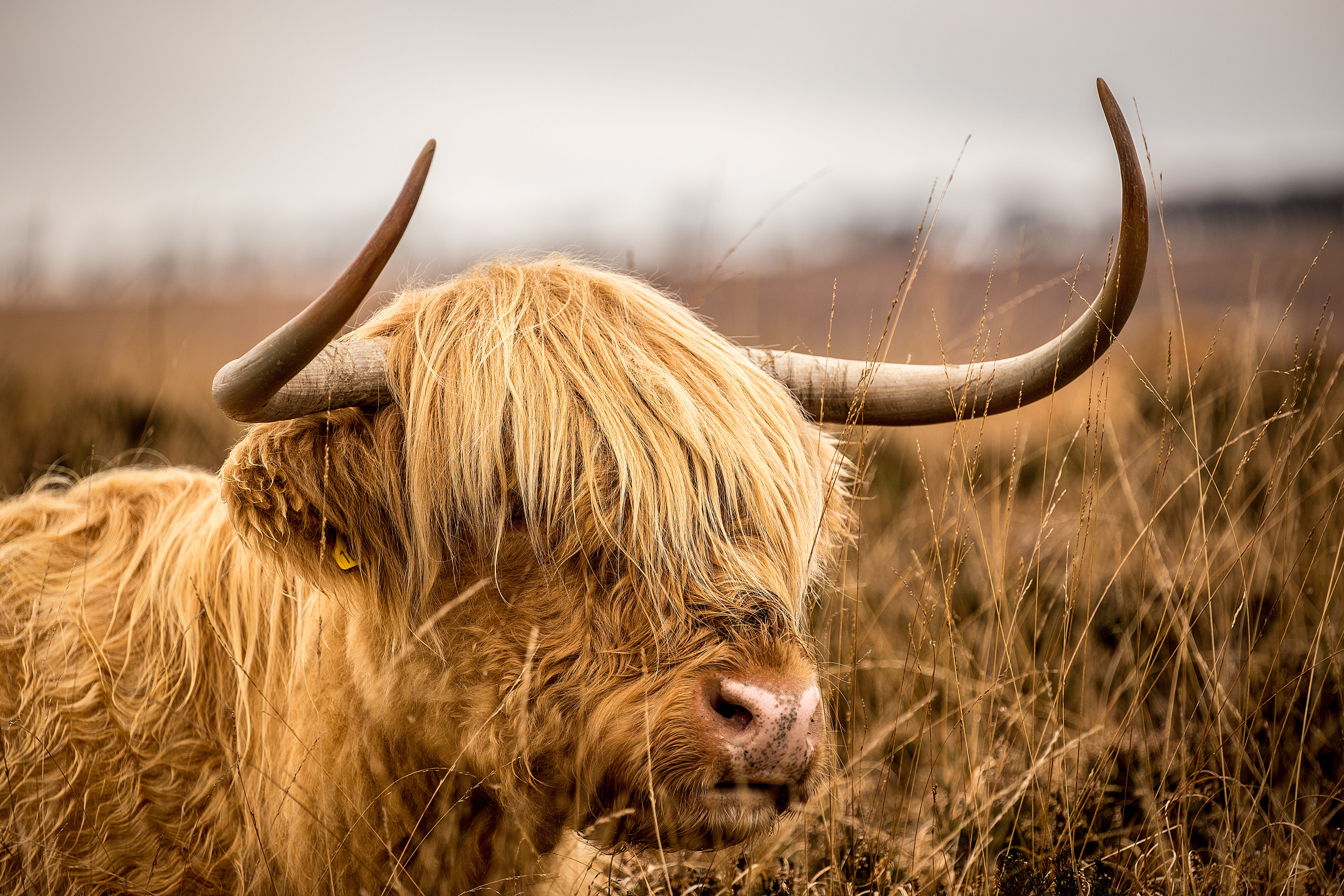 The Real Reason Highland Cattle Have Long Hair | by Mark Starlin | Medium