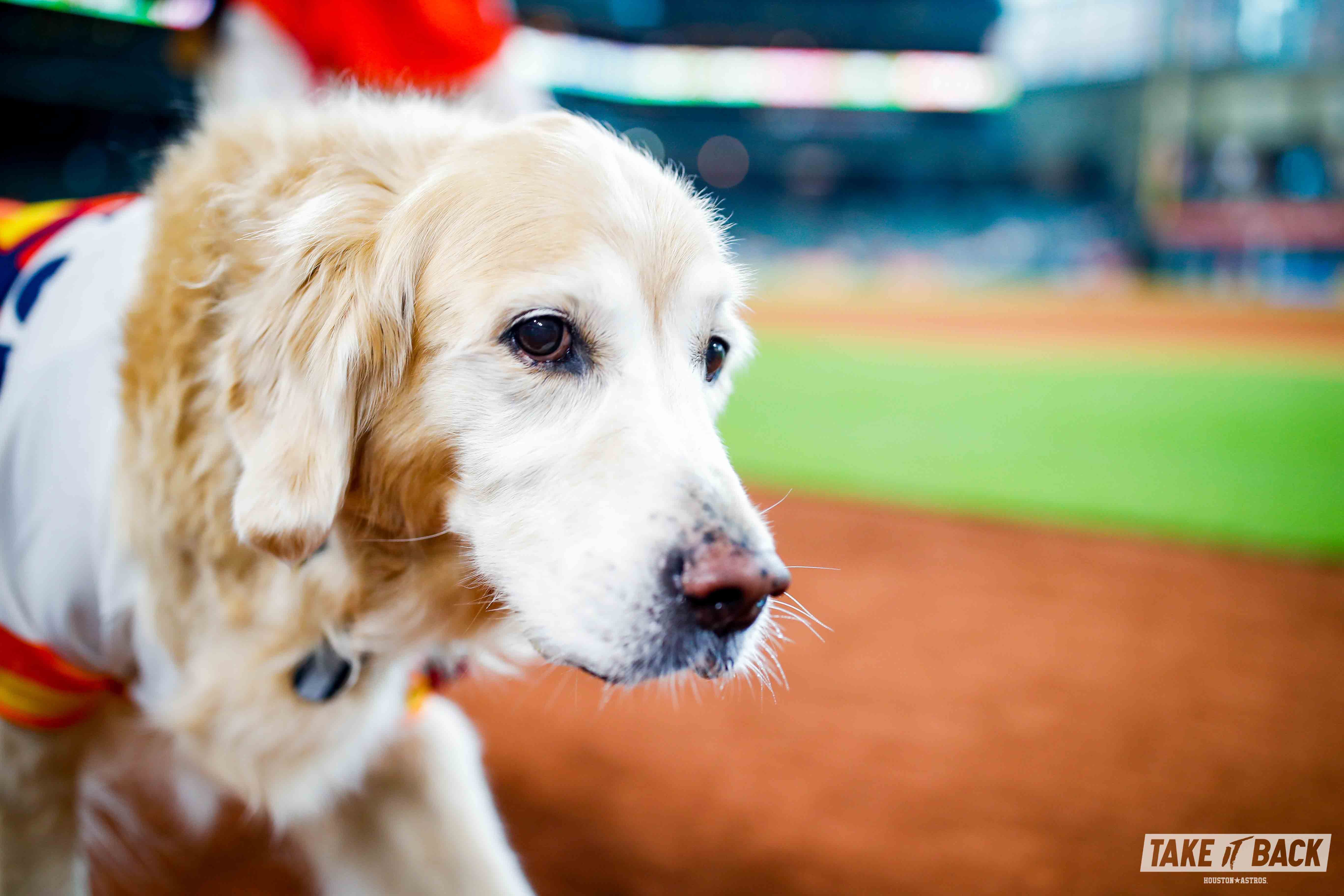 Houston Astros - Happy National Dog Day!!! See y'all for