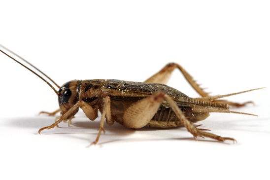 Crickets. Crickets | by Alex Ge | Medium
