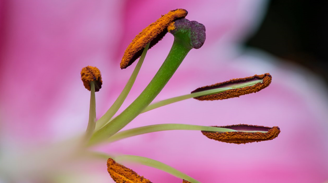 Gimme some sugar. Pollinated plant tissues provide sugar… | by Katie Kelly  | Scientific Research Communication | Medium