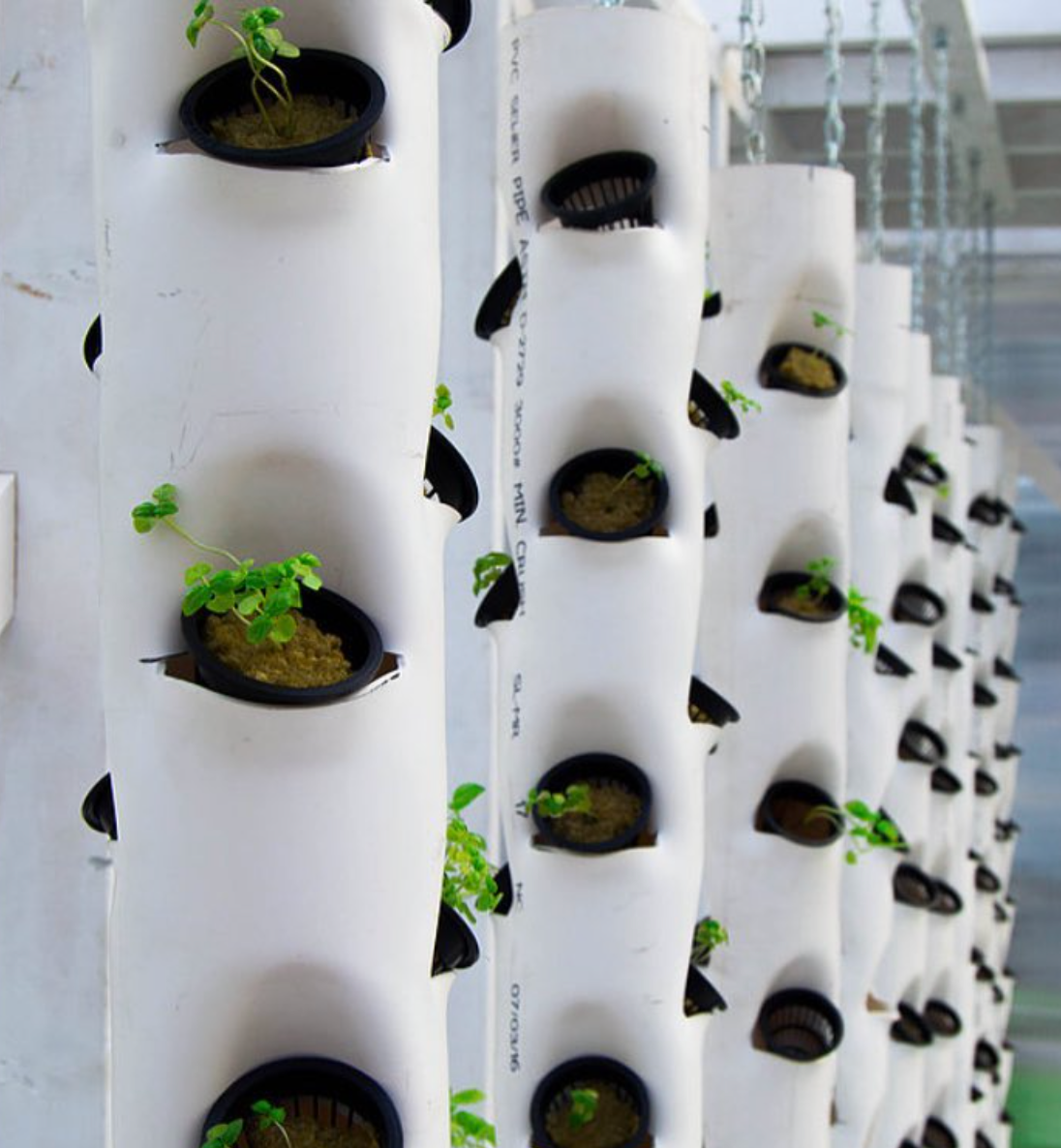 The Importance of Hydroponics for Youth | by Sasha Cohen Ioannides | Medium