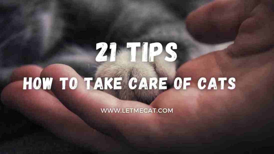 How To Take Care Of Cats [21 Best Tips] by Zeeshan Waziri Medium