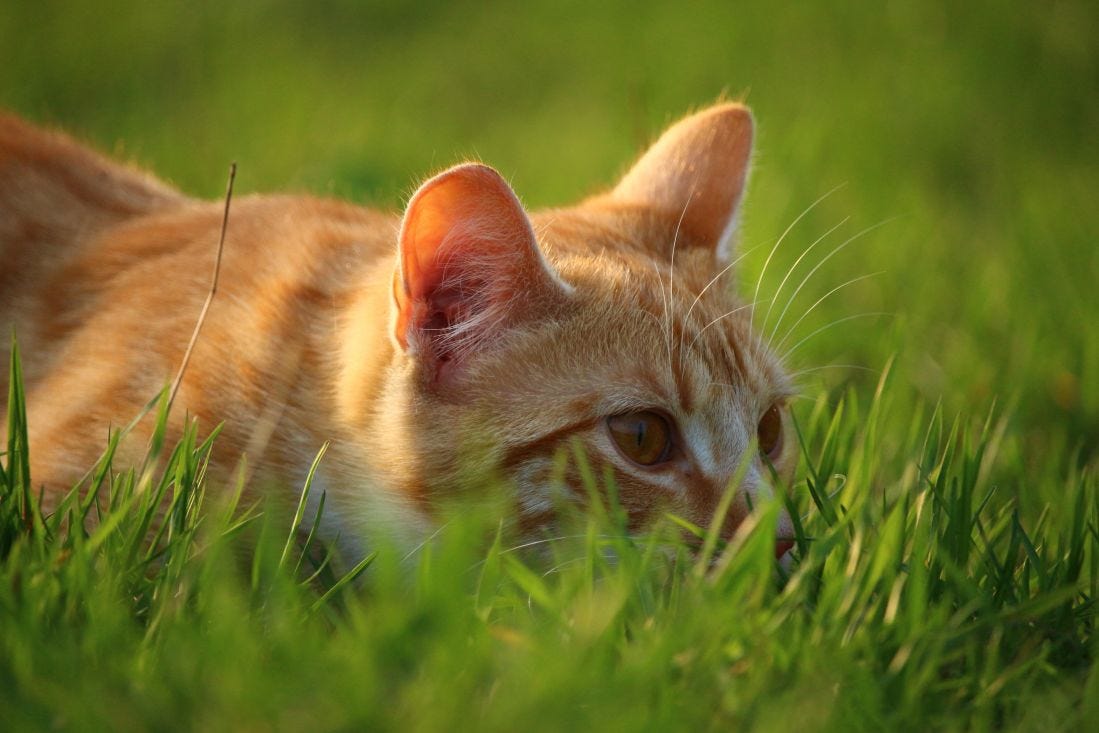 Can I Legally Trap Cats on My Property? - Catster