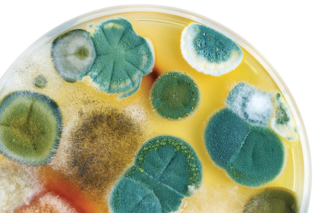 Antibiotics Those Inhibit Cell Wall Synthesis