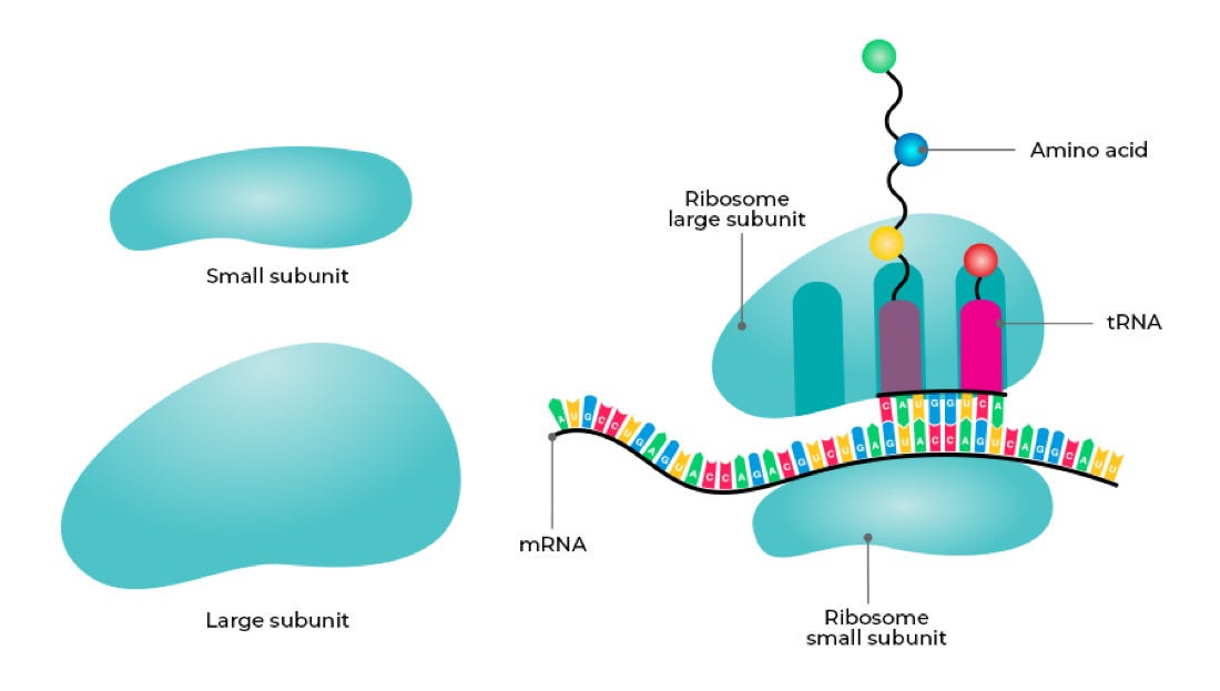 Ribosomes in Eukaryotic Cells: The Protein Synthesis Powerhouses