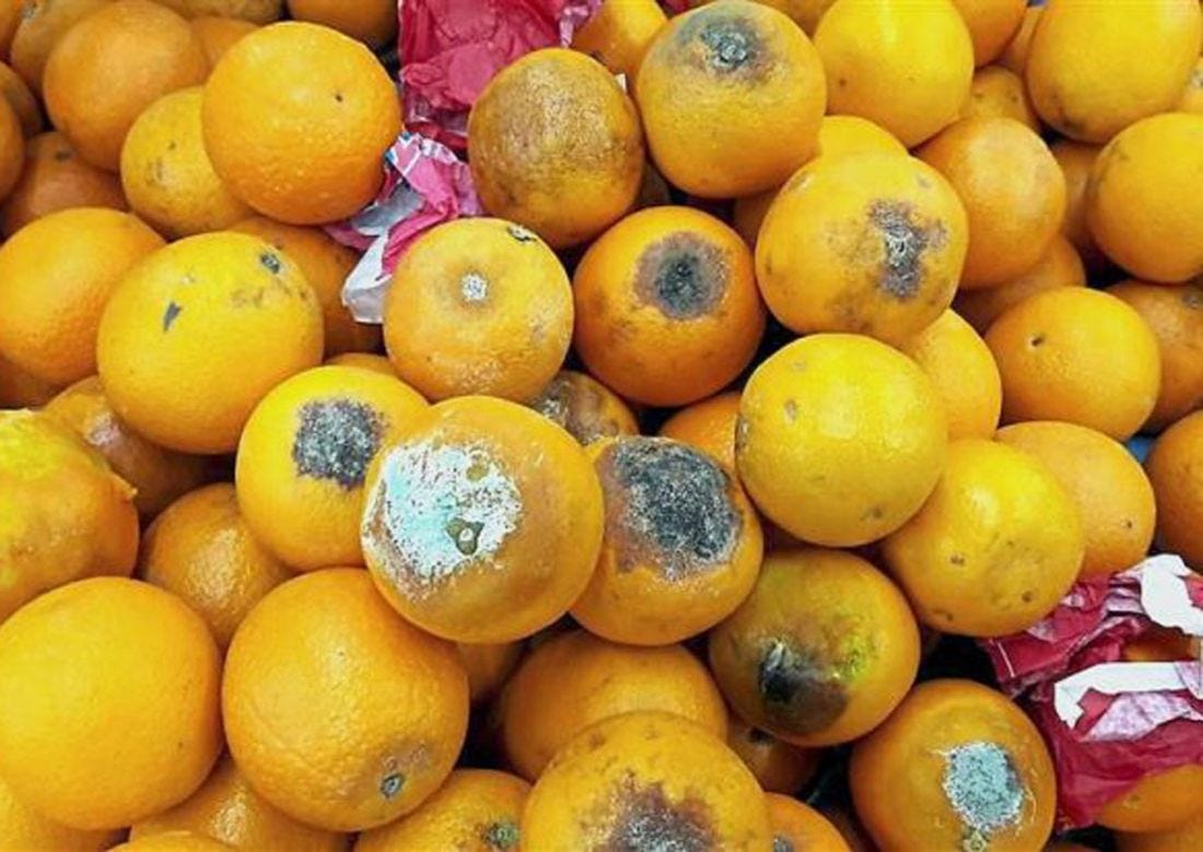 Плесень на фруктах. Гнилые фрукты. Некачественные овощи. Испорченные продукты. Гниение овощей и фруктов.