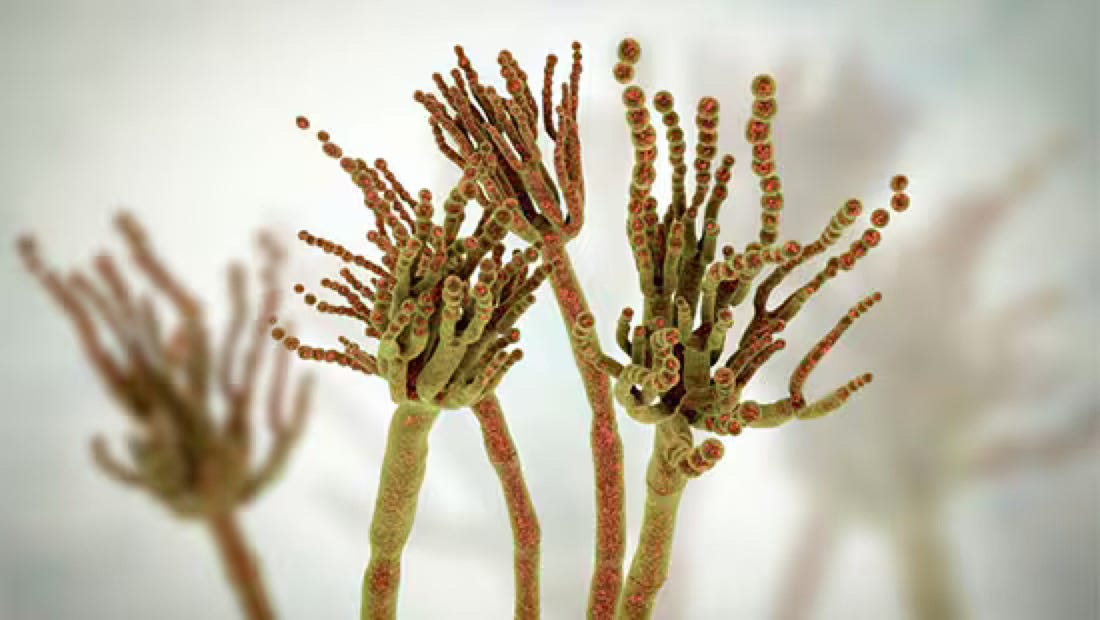 Microbial Spores: Survival Machines in the Microbial World
