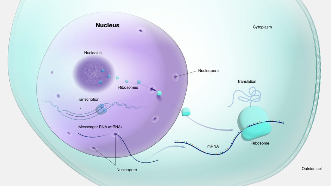 The Nucleus And Cell Division ￼