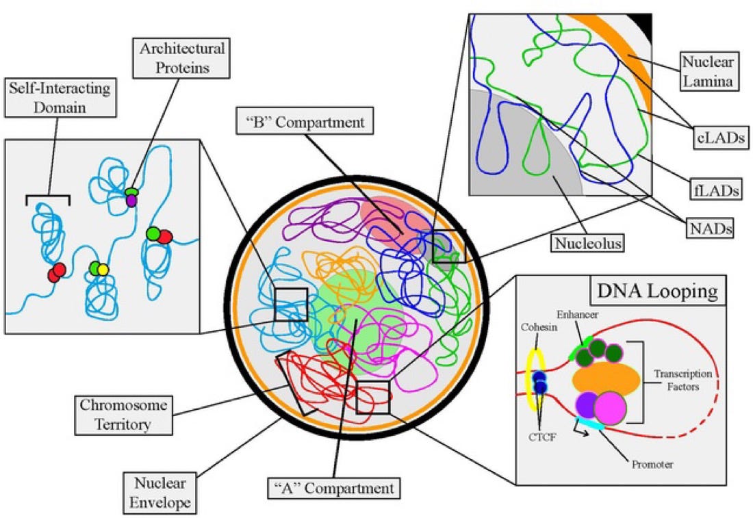 Organization Of DNA In Cell￼