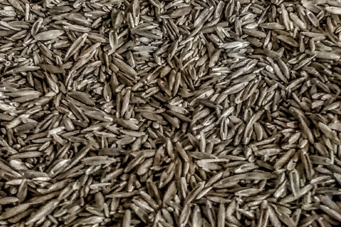 You should overseed your lawn every year. Here’s the why, what, how