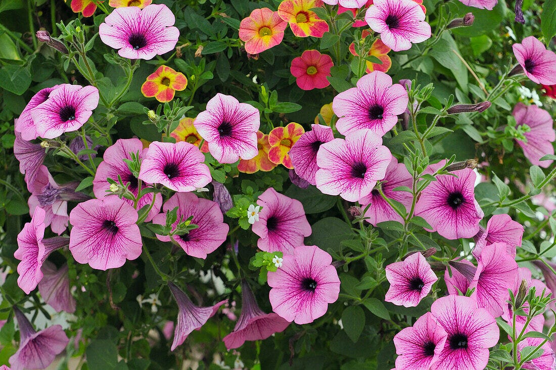 La petunia non muore d’estate — semmai si stufa di chi la ignora.