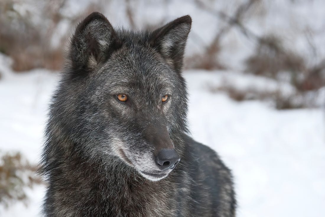 World Population Day, Women and… Wolves? | by Leigh Moyer | Center for ...