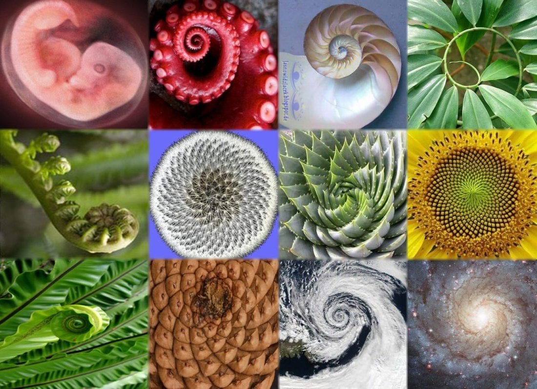 The Fibonacci Spirals and circle of life | by Khizar | Medium