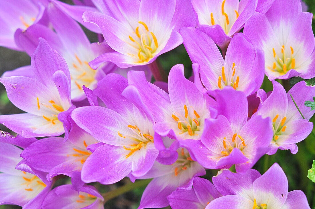 Il giardino che finisce e quello che continua a raccontare qualcosa