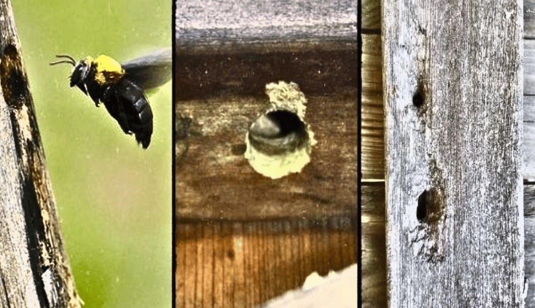 Comprehensive Guide on Prevent Carpenter Bees from Attacking Your Home by BeesNThings Medium