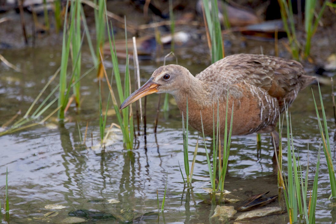 Legacies of 3 Female Naturalists and Bird Enthusiasts | by Deborah ... - Adult Bird Enthusiasts
