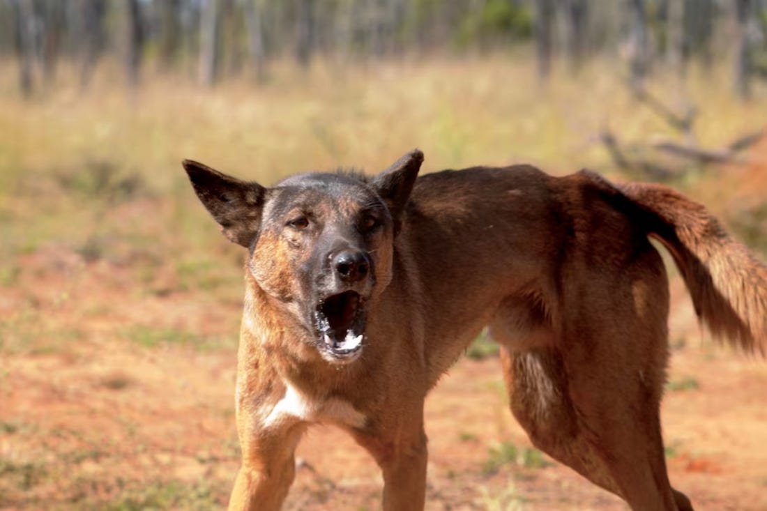 Bu Veterinerin Derdi Ne? | by Köpekli bir Yaşam | Nov, 2023 | Medium