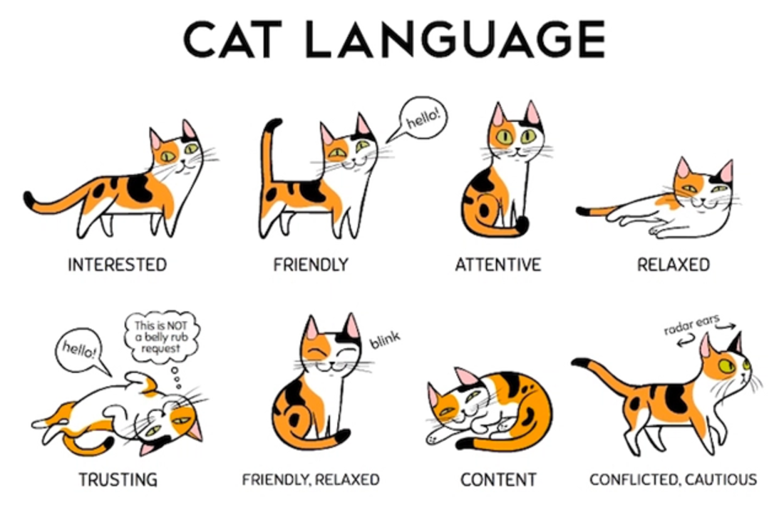 Decoding Cat Body Language