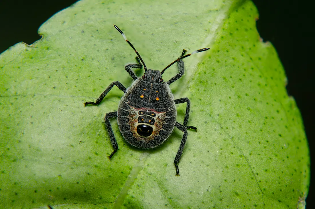 A stinkbug crawling on a green leaf.