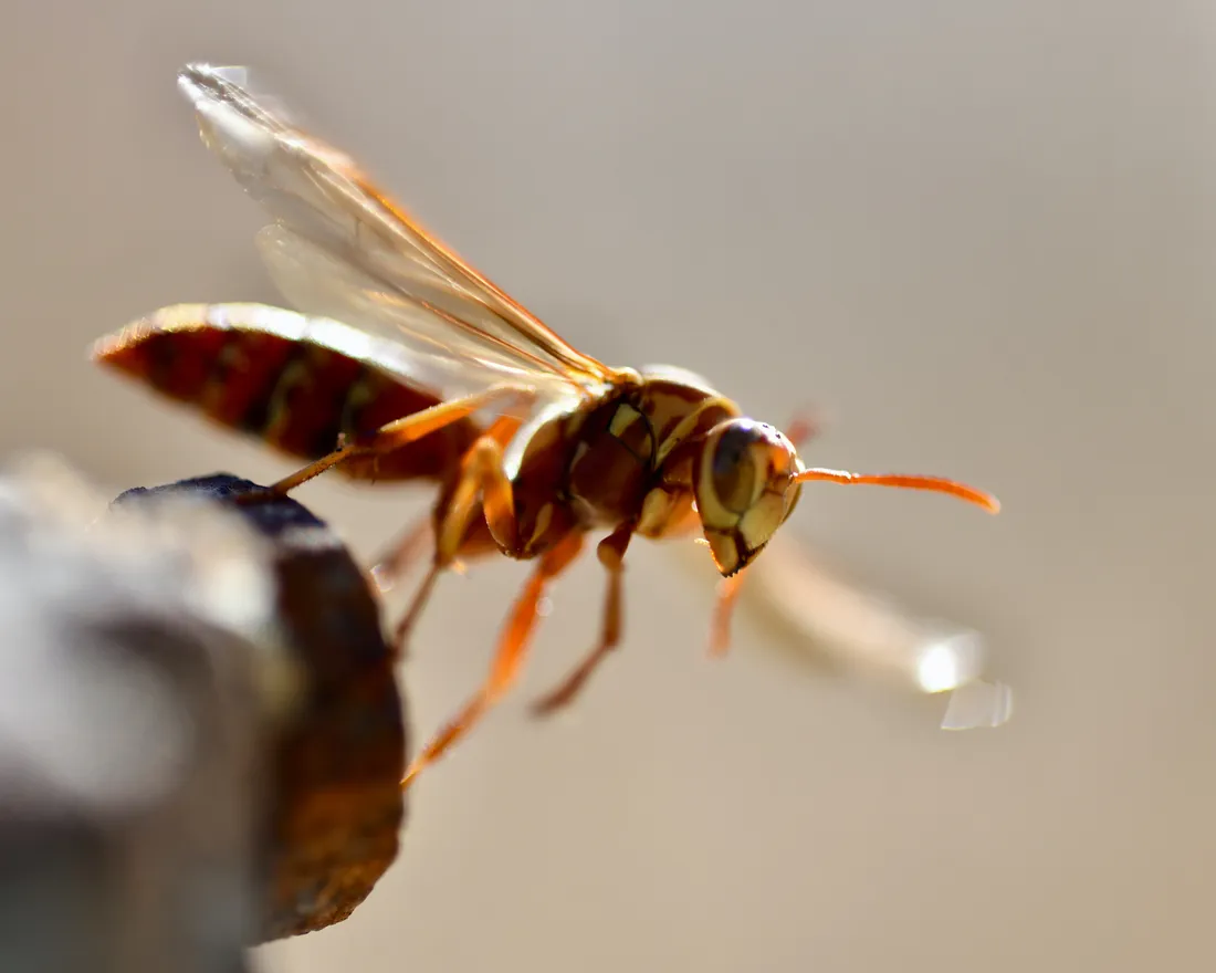 A wasp preparing to take flight