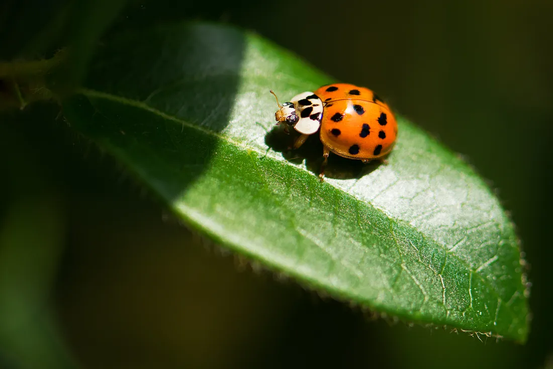 Asian lady beetle on a leaf