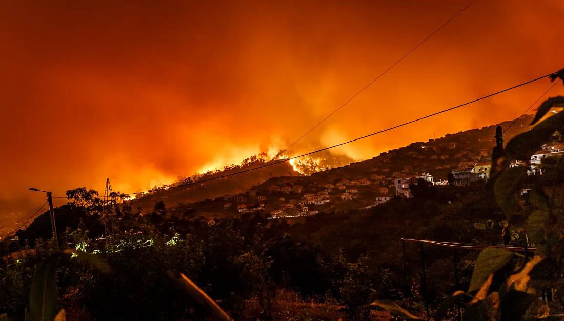 A wildfire burning down trees on a hill.