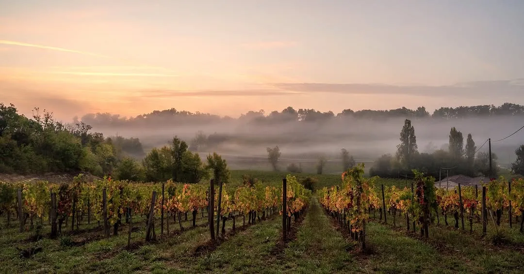 Vineyard tour Bordeaux.