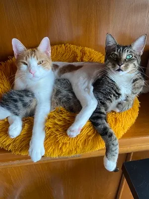 Jasper and Fofinho
