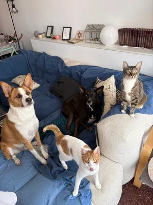 Jasper, Fofinho, and Michelle's two dogs