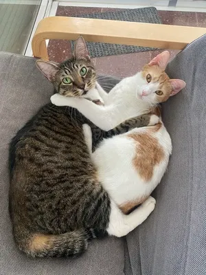 Jasper and Fofinho