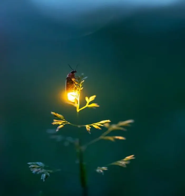 Firefly Swarm Clustering