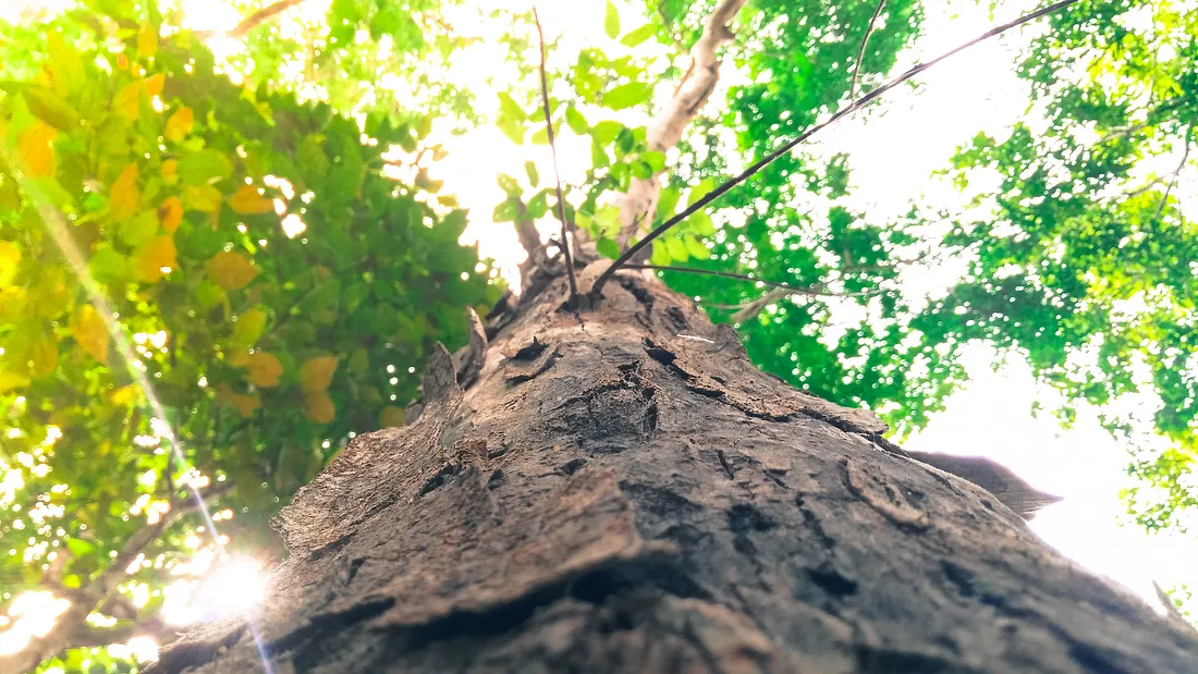 view of tree trunk and leaves from below