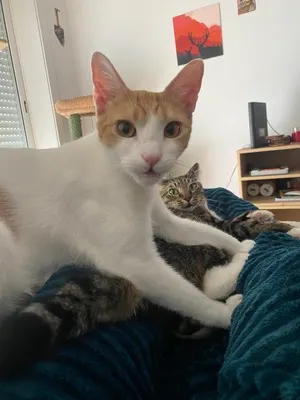 Jasper and Fofinho