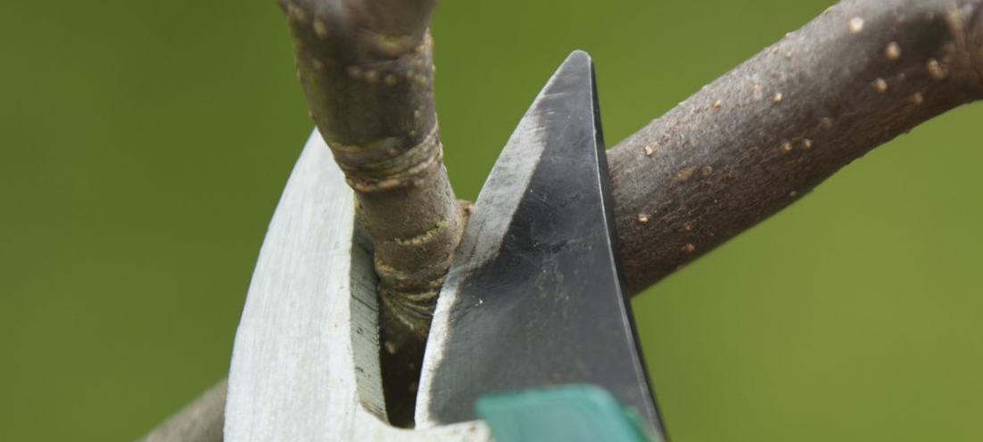 How to Use Pruning Shears  : Mastering Pruning Techniques