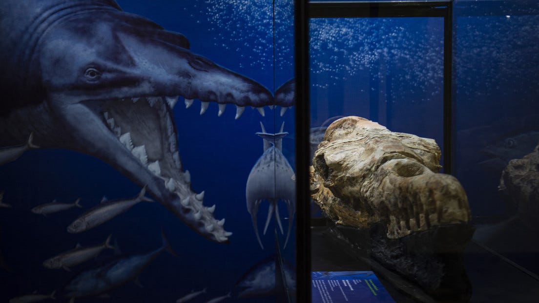 Basilosaurus found in Peru. It’s important for the whale by Capudinos