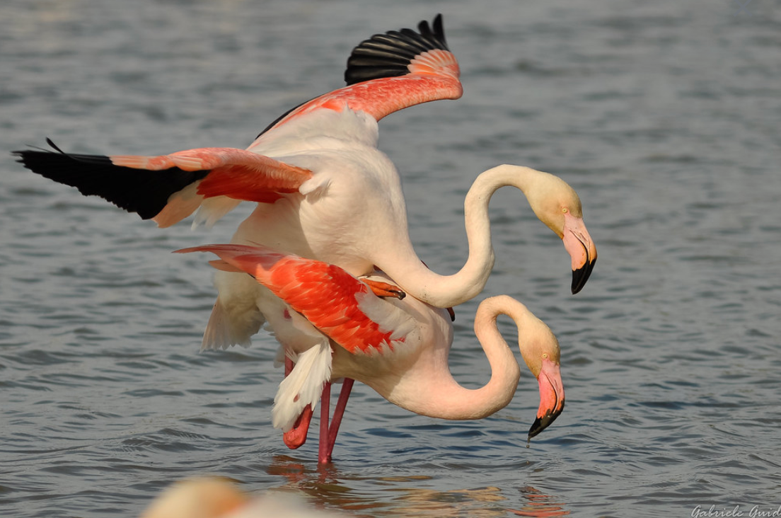 A Flamboyance of Flamingos: A Couple’s Origin Story of Erotic