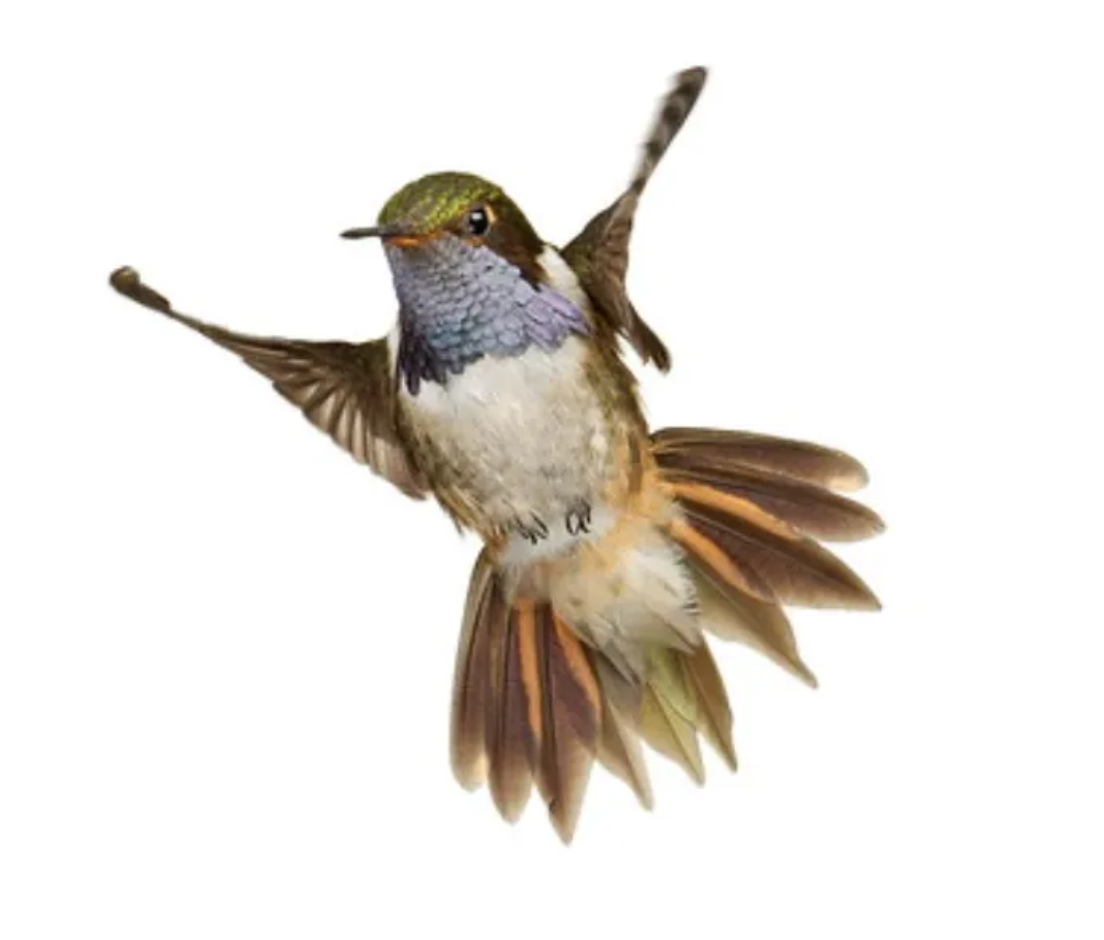 Volcano hummingbird (Selasphorus flammula), photographed on Cerro de la Muerte in Costa Rica. This species is a member of the Bee Hummingbird Clade. (Credit: Anand Varma.)