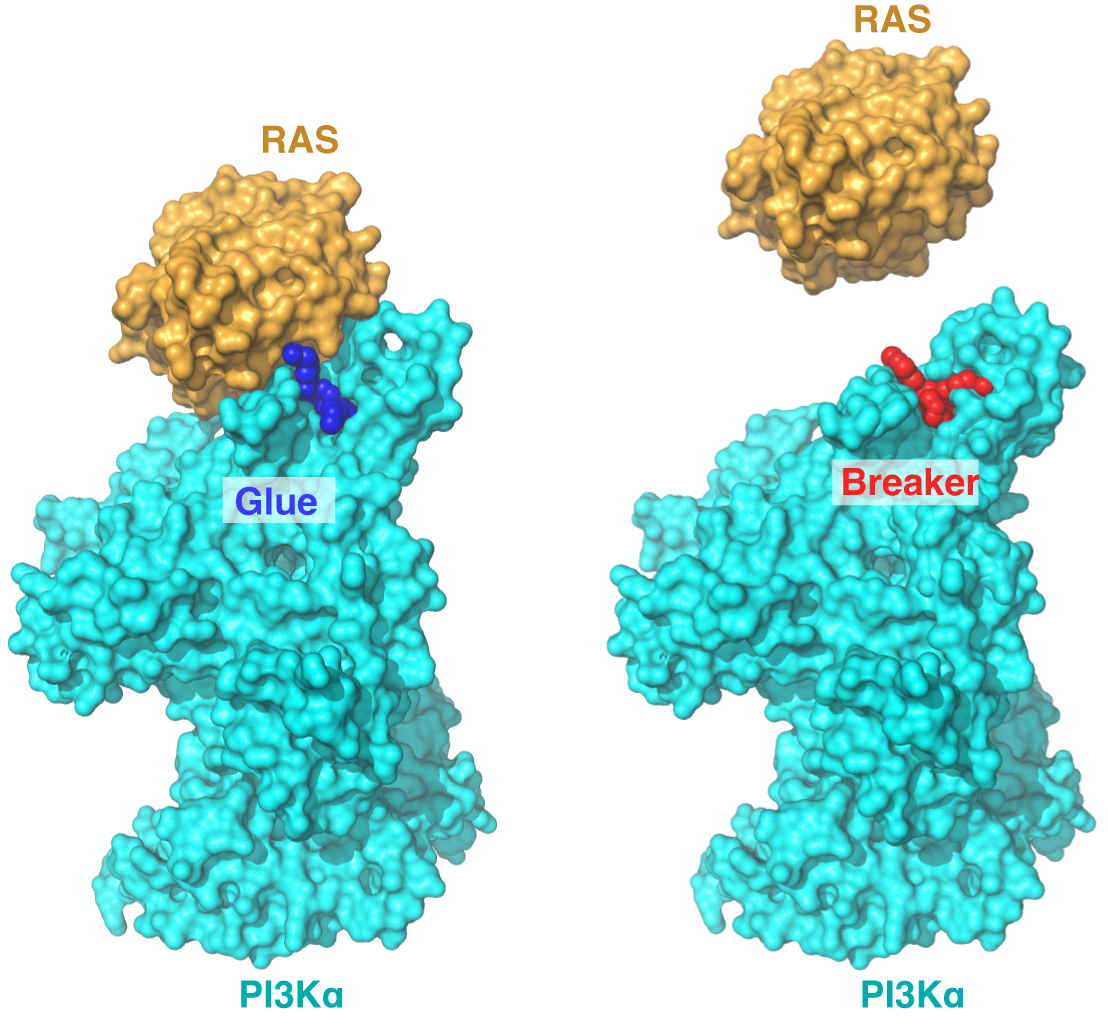 An experimental molecular glue (dark blue), originally developed during diabetes research, revealed how KRAS (orange) interacts with PI3Kα (cyan). Using structure-guided design, Simanshu and his colleagues developed a “breaker” molecule (red) that disrupts the interaction. The resulting clinical candidate is now being evaluated in early-stage clinical trials. (Image courtesy D. Simanshu)