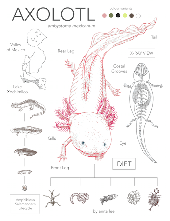 When is the Last Time You Talked About Axolotls? | by Rich Sobel |  ILLUMINATION-Curated | Medium