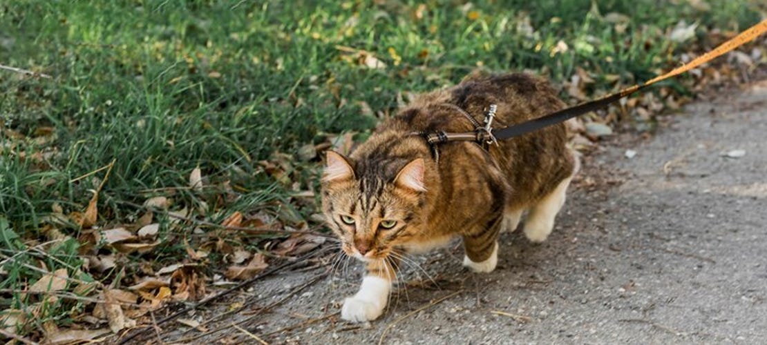 Is Leash Training Your Cat Possible? Here’s How to Make It Happen! by