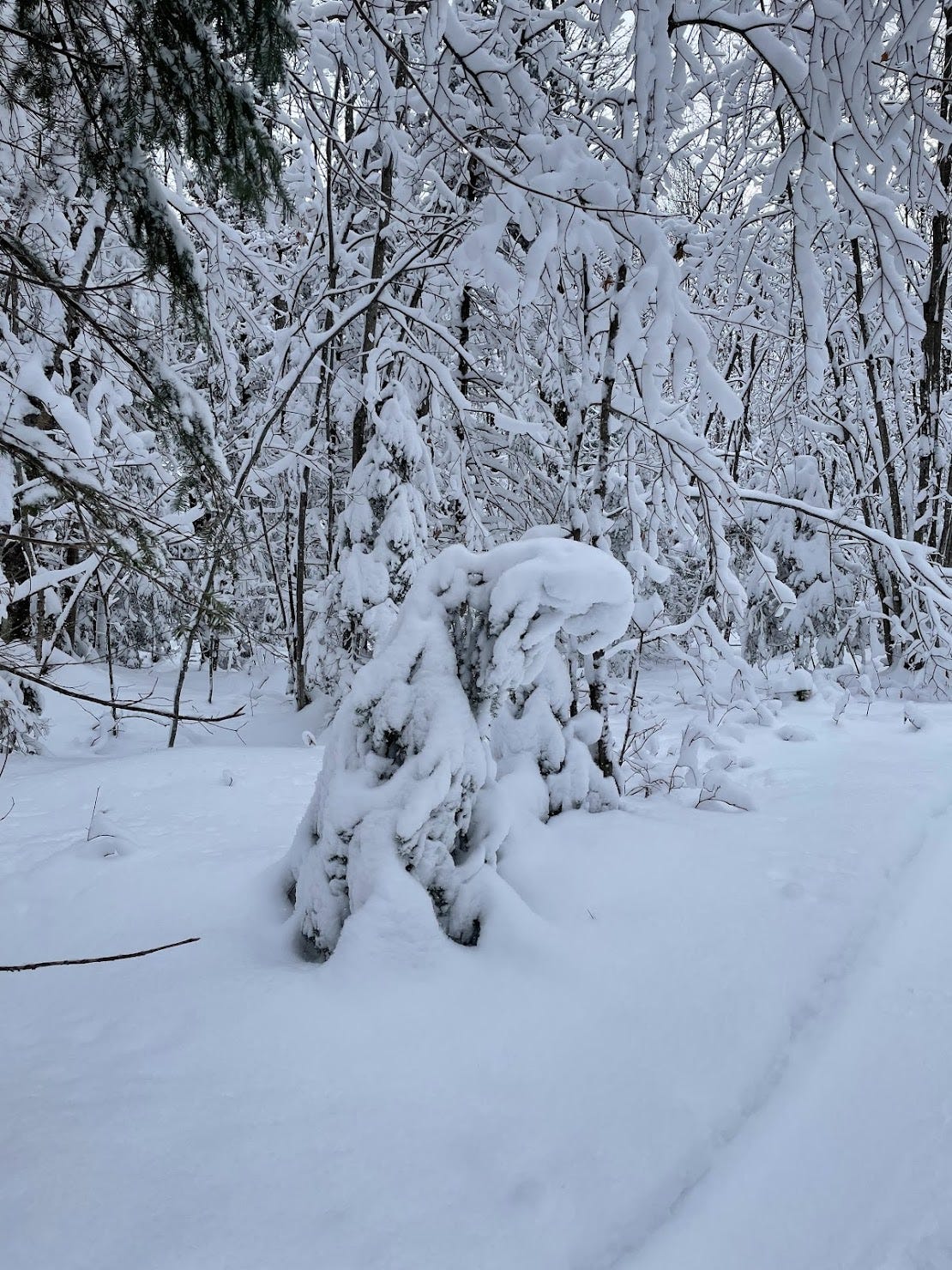 Ceder tree slumped over with heavy snowfall in our woods. © Carol Labuzzetta, 2023.