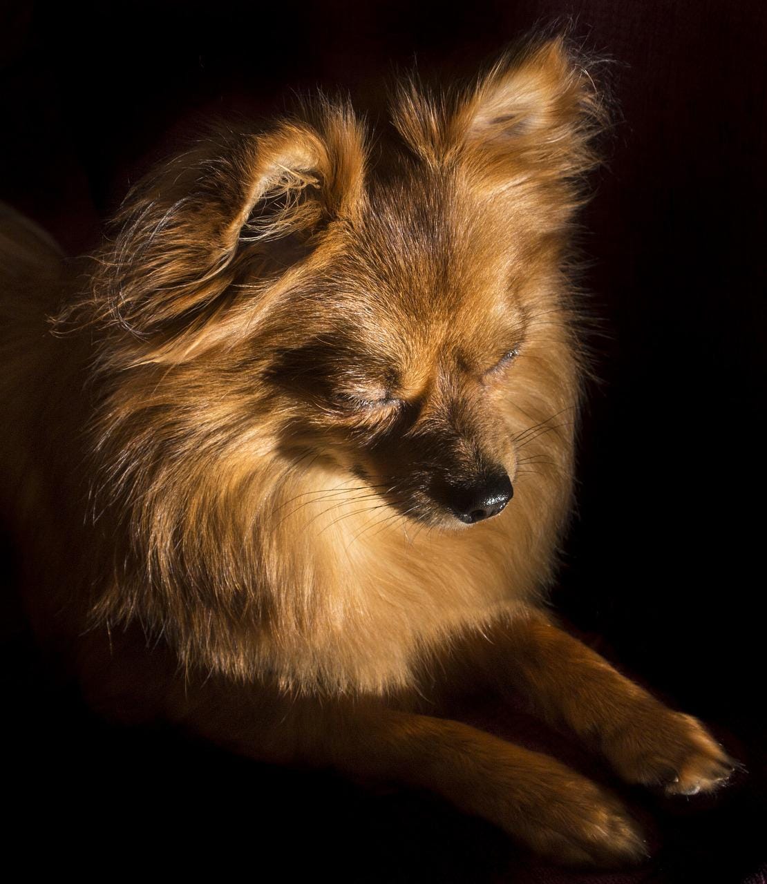 Can Dogs Sleepwalk?. Introduction by Shanon Sandquist Medium