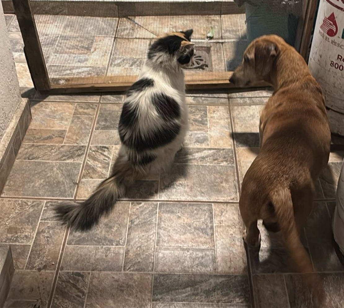 Como perros y gatos