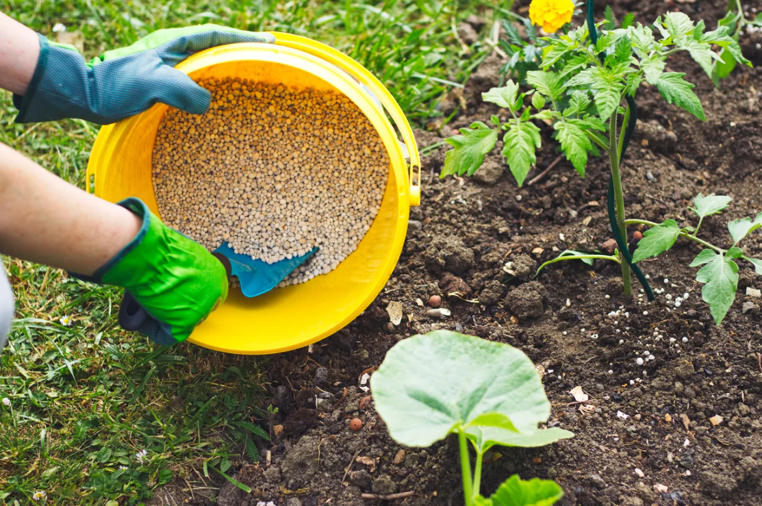 Is Fertilizer Better Than Compost? by Jasmine Lee Medium