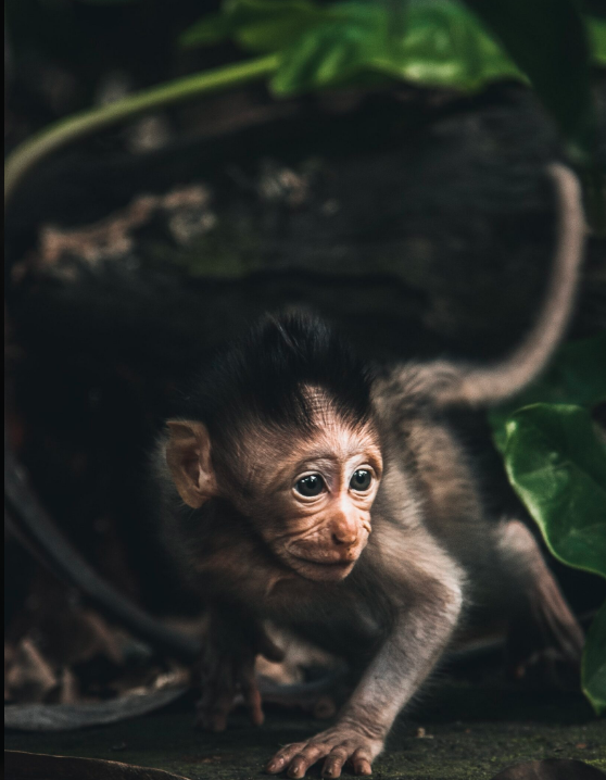 Ugly Baby Animals: Adorable Oddities Unveiled!