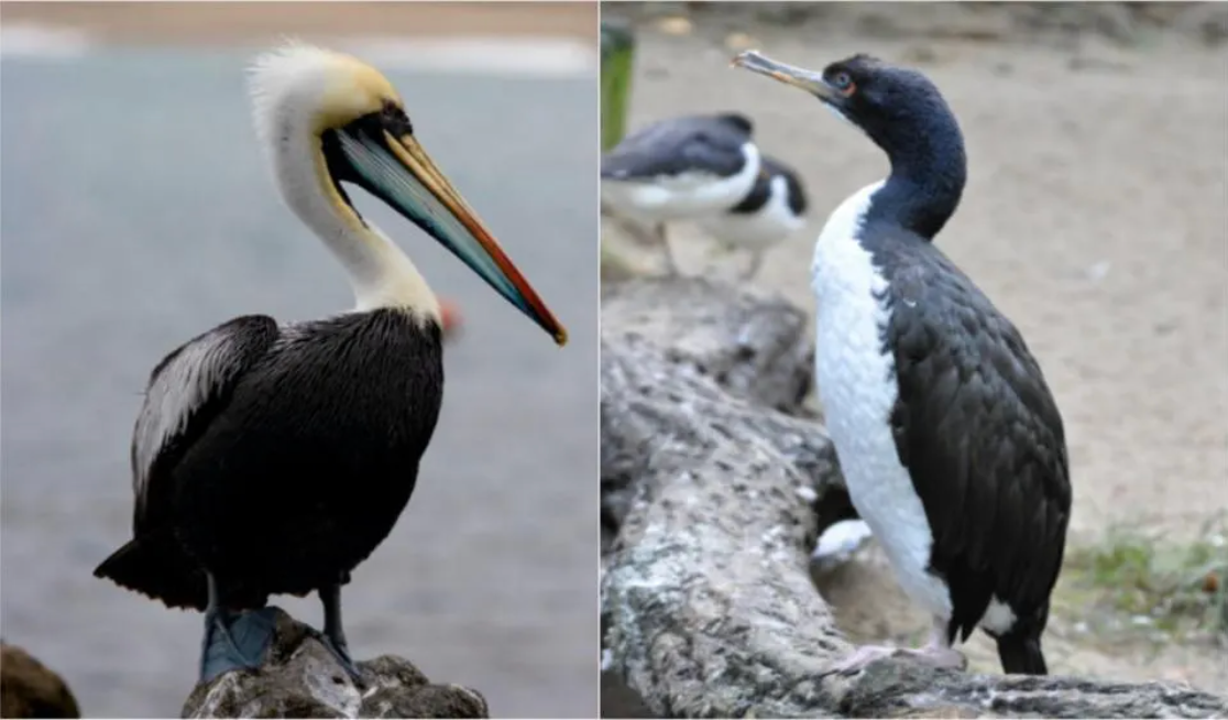 Left: Peruvian pelican (Pelecanus thagus) is an important member of the trio of seabirds that produce guano. (Credit: Marcelo Flores, www.avitrek.com / doi:10.1111/ibi.12867) Right: The guanay cormorant (Leucocarbo bougainvillii) has historically been the most important producer of guano. (Credit: Quartl / CC BY-SA 3.0) (Collage by Bob O’Hara.)