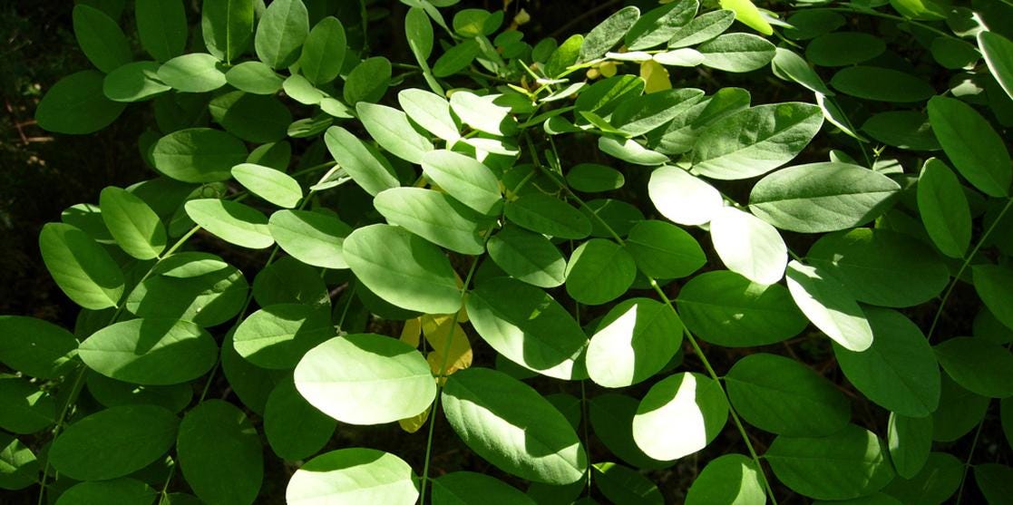 単子葉植物の茎の外部構造