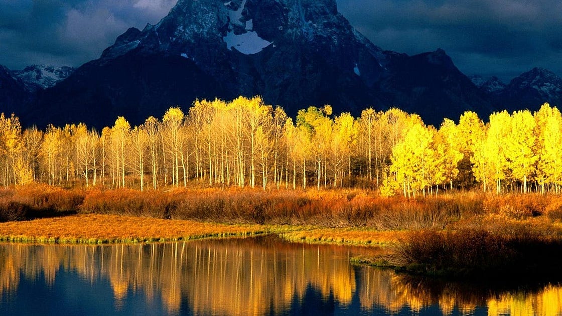The World’s Largest Organism Has a Lesson for Every Business Communicator