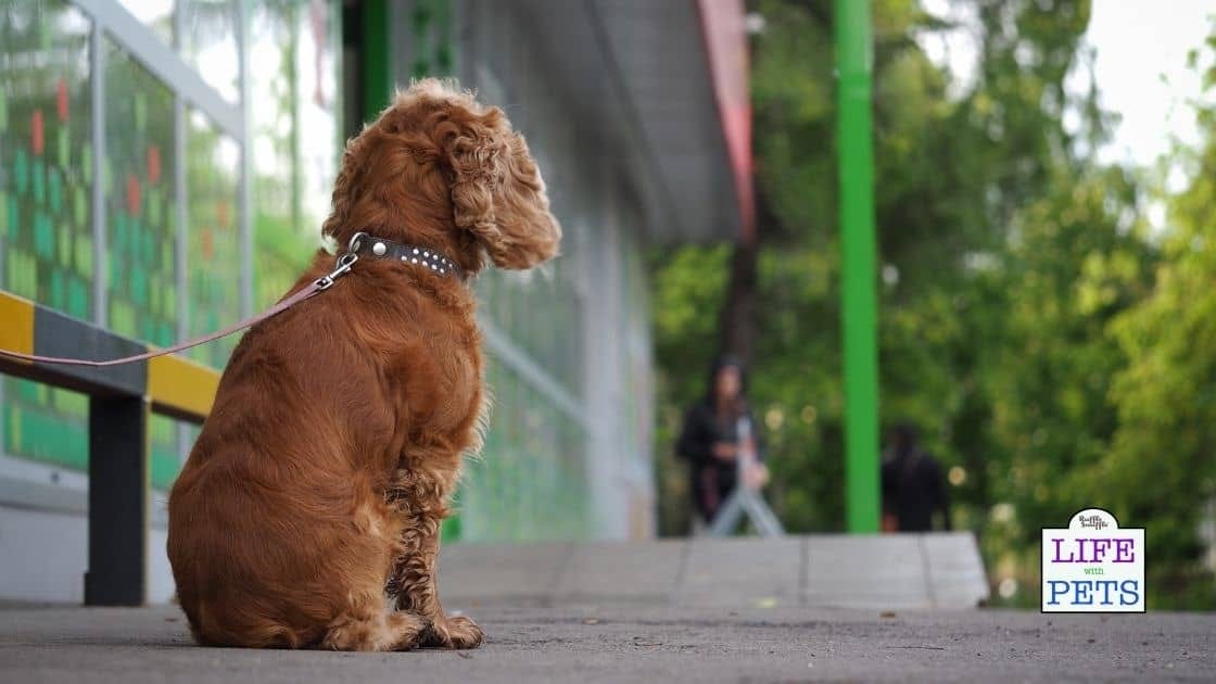 13 Tips On How To Prevent Your Dog Being Stolen by Que Sarah Sarah 🌴